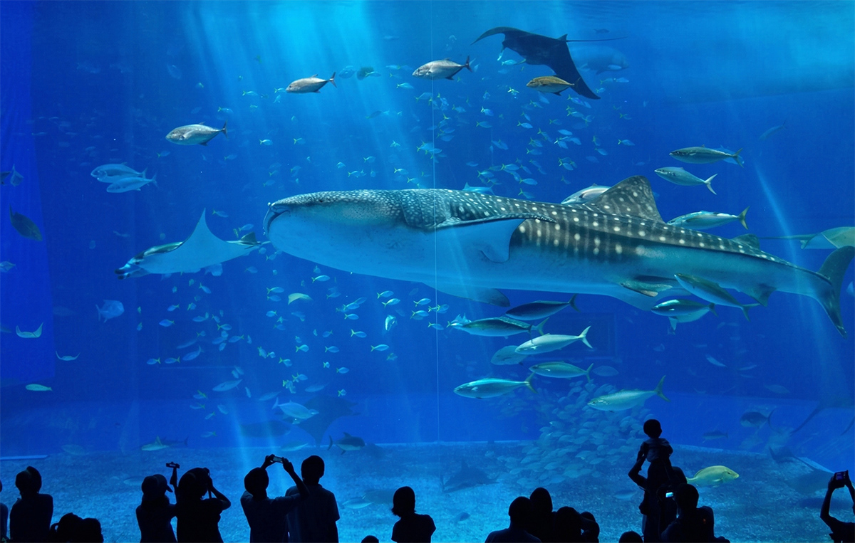 美ら海水族館の巨大水槽